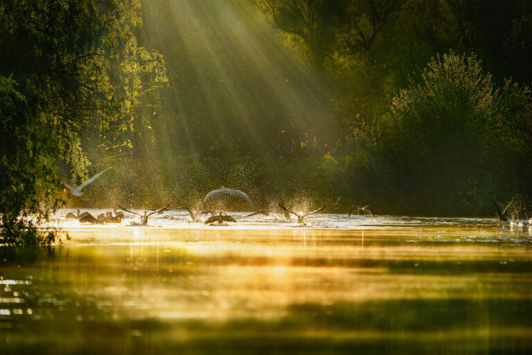 À la découverte du Delta du Danube : Joyau naturel de la Roumanie